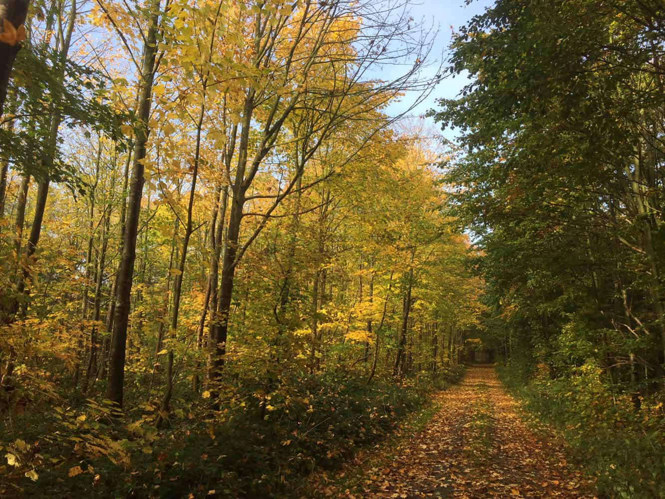 IMG_3031 jagttegn pris