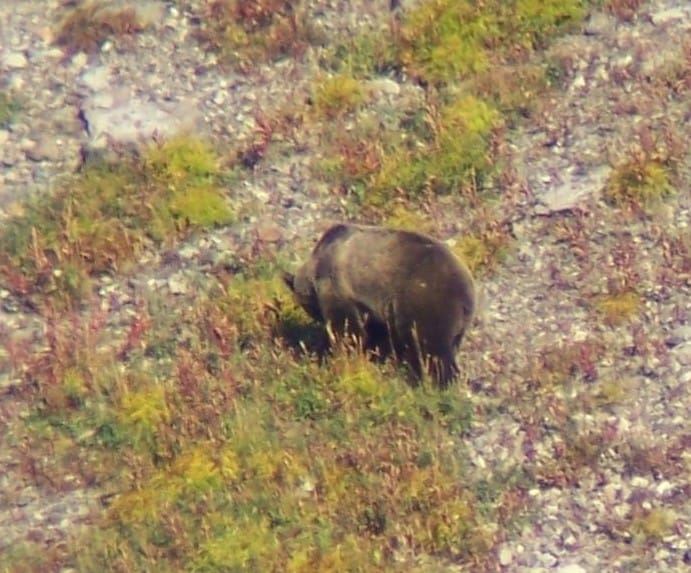 beaverfoot, grizz (2)